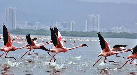 हवामान बदलामुळे लांबले पक्ष्यांचे स्थलांतर; अन्नसाखळी विस्कळीत