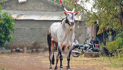 सातारा : सर्वांत उंच ‘सोन्या’ बैल कृष्णा कृषी महोत्सवाचे आकर्षण