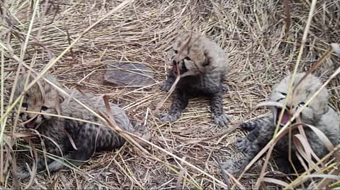 ‘प्रोजेक्ट चित्ता’ला मोठे यश! कुनो नॅशनल पार्कमध्ये ‘आशा’ने दिला तीन पिलांना जन्म