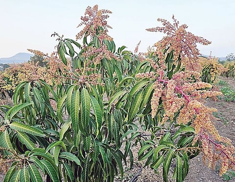 नारायणगाव : बदलत्या हवामानाचा फळबागांना फटका