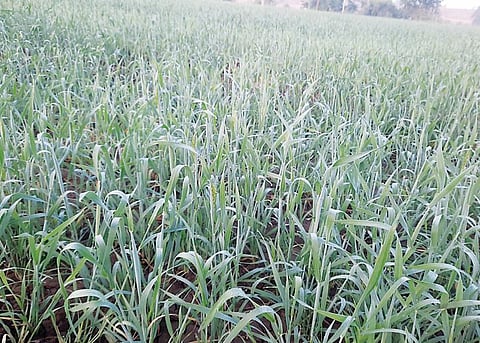 पुरंदर तालुक्यातील गव्हाचा पेरा घटला : शेतकरी अडचणीत