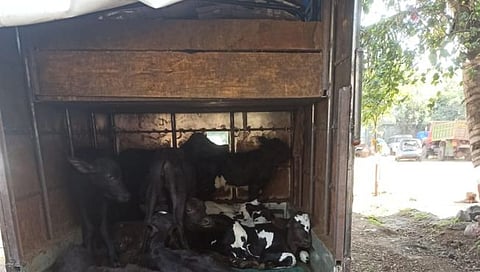 कोल्हापूर : कत्तलखान्यात वासरे, रेडके घेऊन जाणारा मिनी ट्रक पकडला