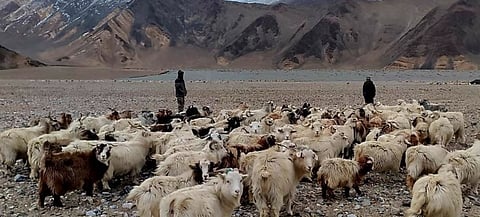 लडाखमधील मेंढपाळ पुन्हा एकदा प्रत्यक्ष नियंत्रण रेषेजवळ चराईसाठी मेंढ्या घेवून गेले.