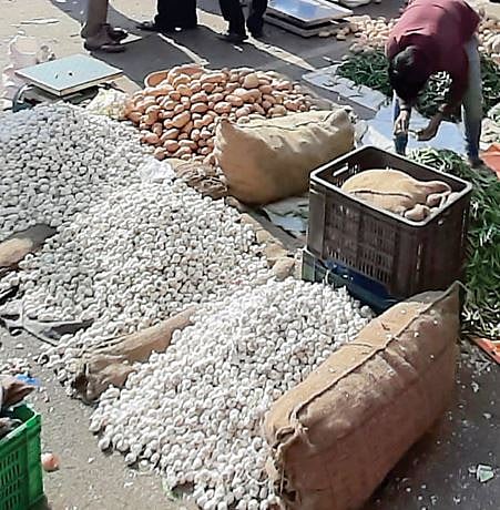 Market Update : नव्या हंगामातील लसूण बाजारात