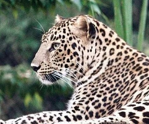 Leopard attack : पानशेत खोर्यात चार जनावरांचा फडशा; बिबट्यांच्या दहशतीने शेतीची कामे ठप्प