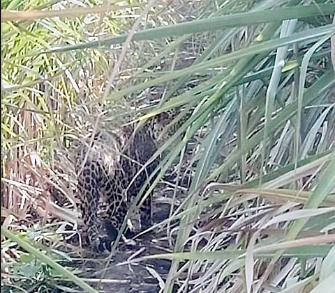 मांडवगण फराटा परिसरात दिवसाढवळ्या बिबट्याचा वावर; नागरिकांमध्ये भीती