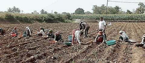 मजूरटंचाईचा शेतकर्यांना फटका