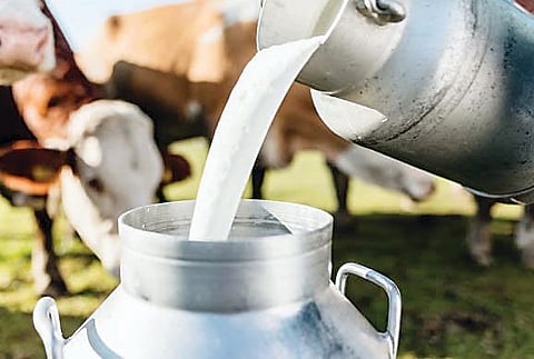 शिरूरच्या दूध उत्पादकांवर जनावरे विकण्याची वेळ..