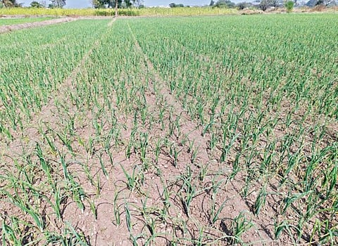 कांद्यावर मर, करप्याचा प्रादुर्भाव ; महिनाभरात 70 टक्के भाव उतरले