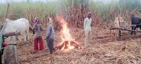 कडाक्याच्या थंडीमुळे शेकोट्या पेटवून ऊसतोडणी
