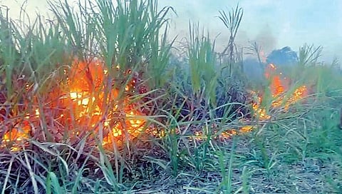 दु्र्दैवी : शॉर्टसर्किटने चार एकर ऊस जळून खाक; लाखो रुपयांचे नुकसान