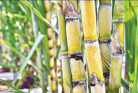 उसाला प्रतिटन 5 हजार दर मिळावा : देशातील पहिली जनहित याचिका दाखल