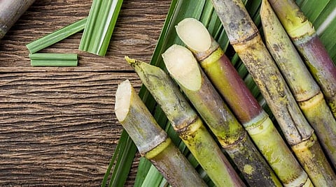 ऊसतोडणी यंत्र अनुदान प्रकल्पाला मुदतवाढ; साखर उद्योगातून निर्णयाचे स्वागत