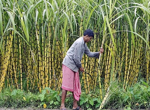 ऊस तोडणी मजुरीच्या दरात 34 टक्के दरवाढ; मुकादम कमिशनमध्येही दरवाढ