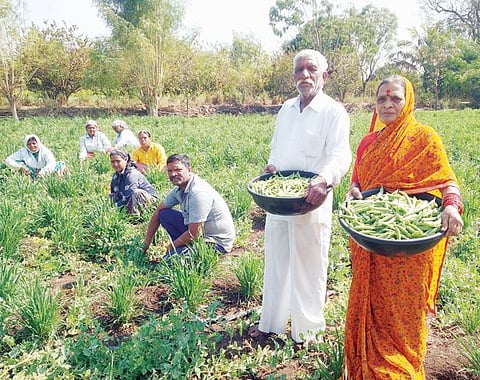 पुरंदरचा वाटाणा बाजारात खातोय भाव : किलोला साठ ते सत्तर दर