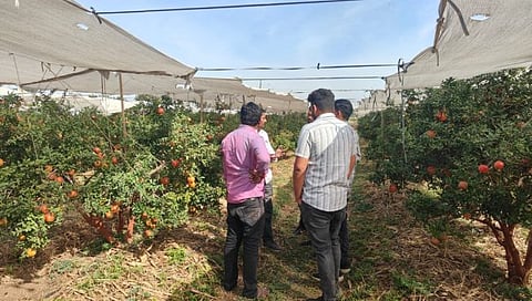 Nashik News : डाळिंब उत्पादकांचा ‘तेल्या अन् मर’शी मुकाबला, बागा वाचविण्यासाठी धडपड