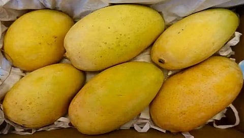 Saffron mango : केशर आंबा उत्पादक होणार मालामाल