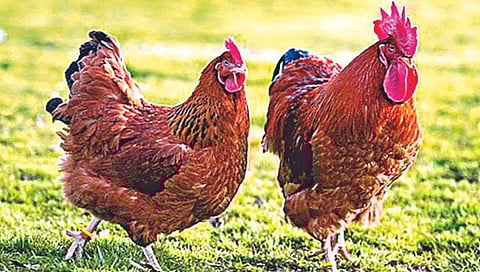 Zilla Parishad Nashik | कुपोषणमुक्तीसाठी जिल्हा परिषदेचे ‘कुकुडूकु’