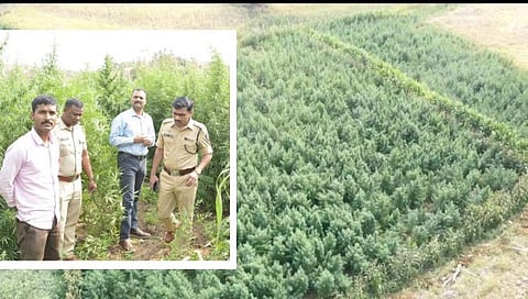 धुळे : शिरपूरच्या धरण क्षेत्रात दीड कोटी रुपयांच्या गांजाची शेती उघडकीस
