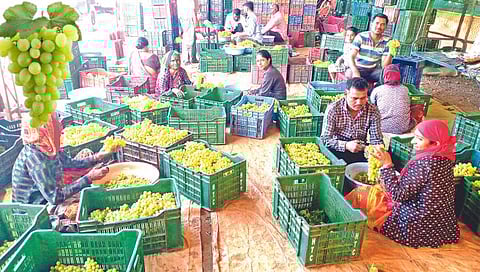 चांदवड : गुऱ्हाळे येथे द्राक्ष तोड व पॅकिंग करताना भवर कुटुंबीय. (छाया : सुनील थोरे)
