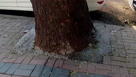 Nashik News : काँक्रीटीकरणाने गुदमरतोय झाडांचा श्वास, पर्यावरणप्रेमींकडून न्यायालयात अवमान याचिका