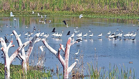 नाशिक : जलपर्णीमुळे नांदूरमध्यमेश्वर अभयारण्यातील पक्षी बिथरले