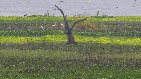 नाशिक : पाणवेलीप्रश्नी जिल्ह्यातील पर्यावरणप्रेमी एकवटले