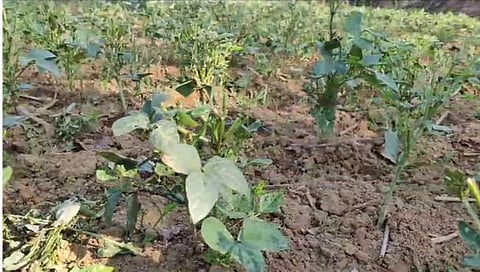 सिंधुदुर्ग : डिगस- सुर्वेवाडी परिसरात गव्यांचा धुमाकूळ; पिकांची नासधूस