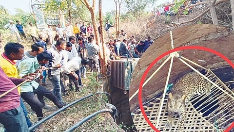 जायखेडा : बिबट्याच्या बचावासाठी शेतकऱ्यांनी दोरखंडाला खाट बांधत विहिरीत सोडली होती. त्यानंतर स्वतःचा बचाव करण्यासाठी खाटेवर स्वार झालेला बिबट्या. तर दुसऱ्या छायाचित्र बिबट्या पिंजऱ्यात शिरल्यानंतर विहिरीच्या बाहेर काढताना वनरक्षक, कर्मचारी व ग्रामस्थ.