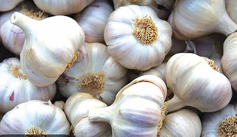 Garlic