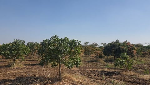 सापुतारा रस्त्यावरील वणी ग्रामपंचायतीच्या जागेत फुललेली आमराई