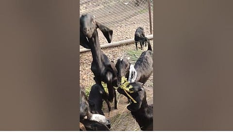 परभणी : पूर्णा-झिरोफाटा येथे शेतशिवारात रानटी प्राण्याचा शेळीच्या पिल्लांवर हल्ला