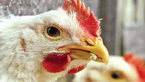 क्युबात 30 चोरांनी चोरले तब्बल 133 टन चिकन!