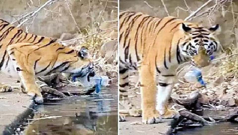 जेव्हा वाघानेच उचलले नदीतील प्लास्टिक!