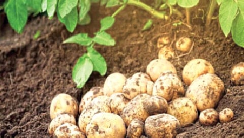 बटाट्यांची हानी करणार्या नव्या जीवाणूंचा शोध