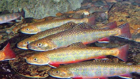 समुद्रातील तापमानवाढीमुळे घटतोय माशांचा आकार