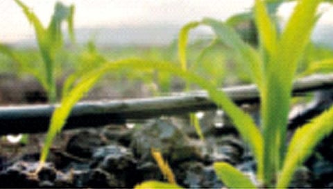 कोल्हापूर जिल्ह्यात 13 हजार हेक्टरवरच ठिबक सिंचन