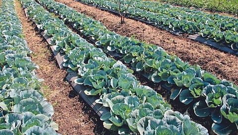 सांगली : ‘पुढारी अॅग्रीपंढरी’ कृषी प्रदर्शनाची जय्यत तयारी