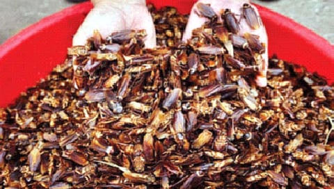 Cockroach farming : ‘या’ देशात होते झुरळांची शेती!