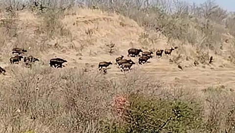 कासारवाडी, सादळे घाट की अभयारण्य?