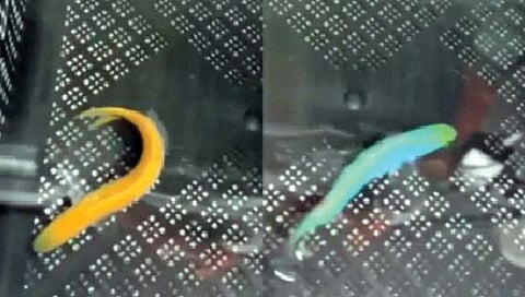 सरड्याप्रमाणे वेगाने रंग बदलणारा मासा