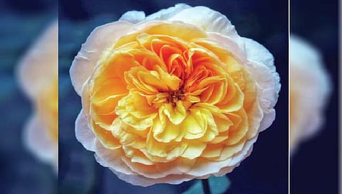 Rose : जगातील सर्वात महागडे गुलाब