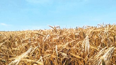 उत्तर आफ्रिकेत 7500 वर्षांपूर्वी सुरू झाली शेती