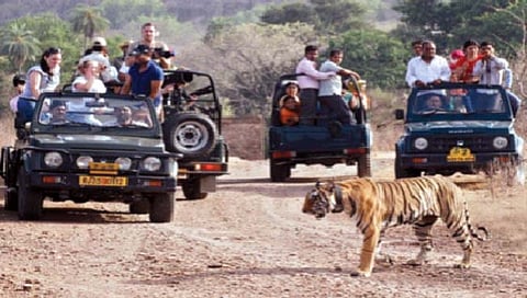 जंगल सफारीवर प्राणी हल्ला का करत नाहीत?