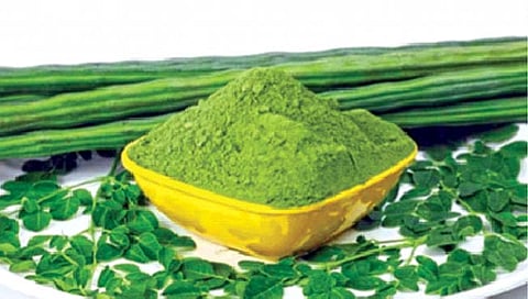 शेवग्यात दुधापेक्षा १७ पट अधिक कॅल्शियम