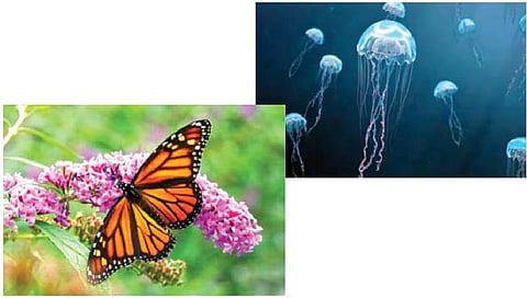 ‘हे’ जीव त्यांच्या अख्ख्या आयुष्यात कधीही झोपत नाहीत!