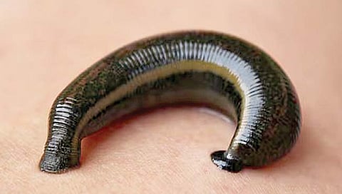 32 मेंदू, 100 दात,10 डोळ्यांचा प्राणी