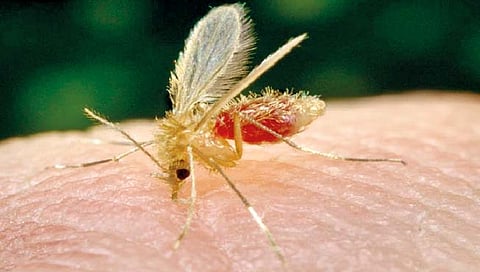 Kala Azar : जीवघेण्या काळ्या आजारापासून भारत मुक्त