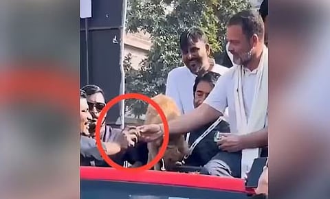 झारखंडमधील भारत जोडो न्याय यात्रेदरम्यान काँग्रेस नेते राहुल गांधी यांनी कुत्र्याचे बिस्किट समर्थकाला दिले, असा दावा व्हायरल व्हिडिओचा आधार घेत भाजपने केला आहे.