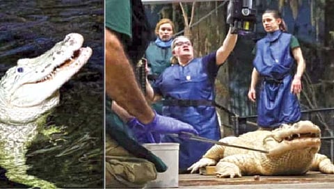 मगरीच्या पोटातून निघाली नाणी!